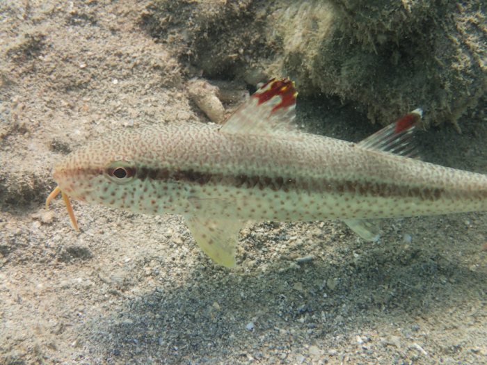 Upeneus tragula