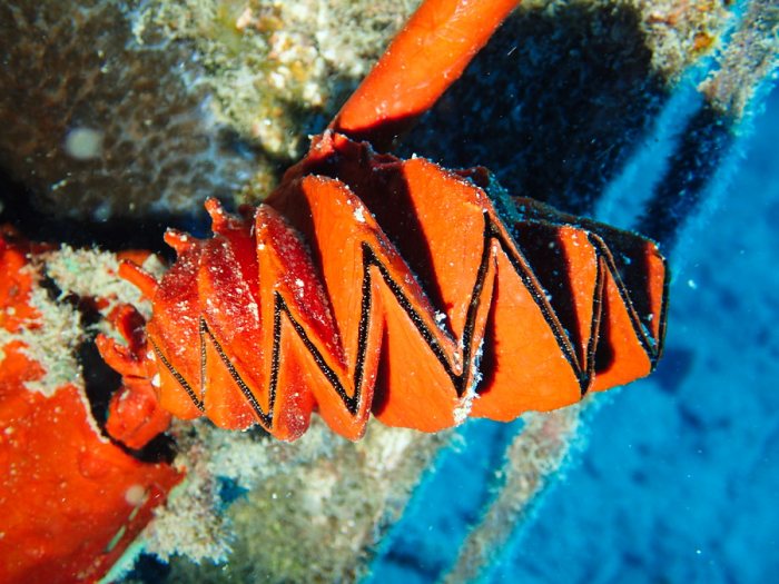 Lopha cristagalli