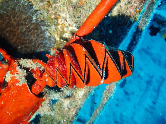 Lopha cristagalli