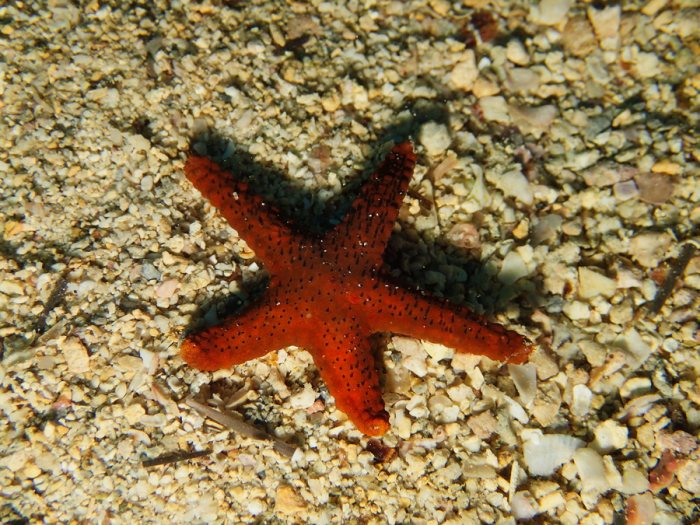 Echinaster luzonicus