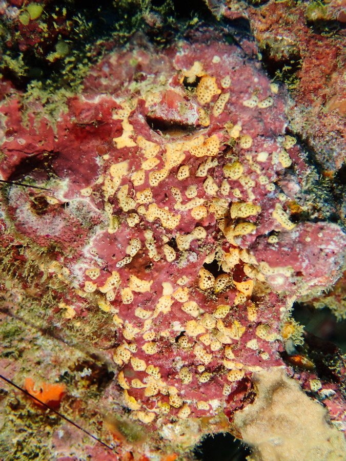 Didemnum sp.