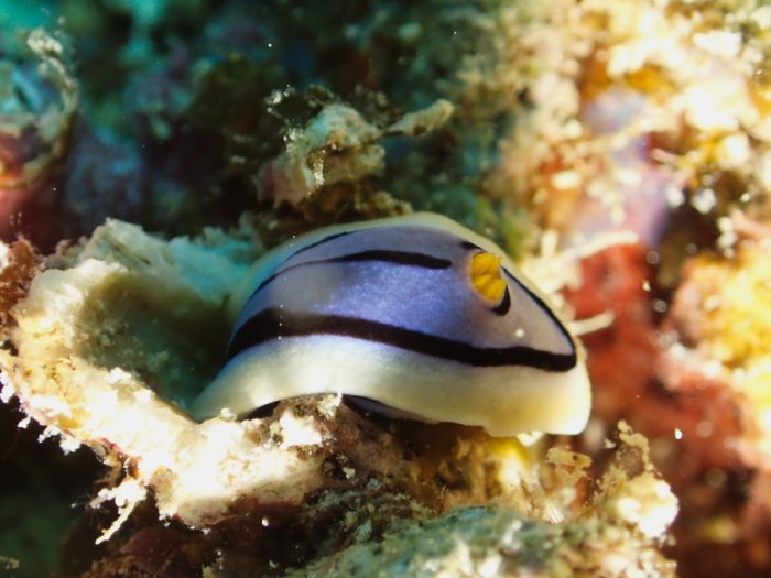 Chromodoris elisabethina