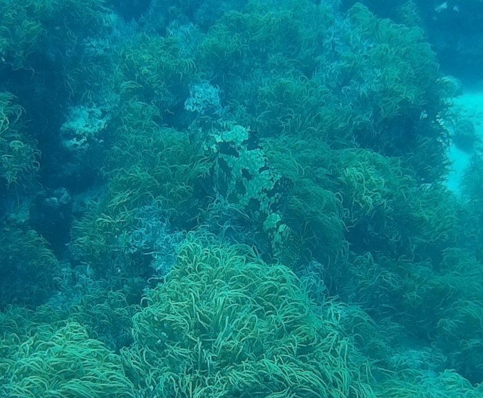 Epinephelus coioides