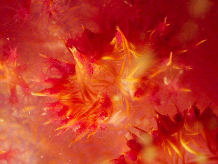 Dendronephthya sp.