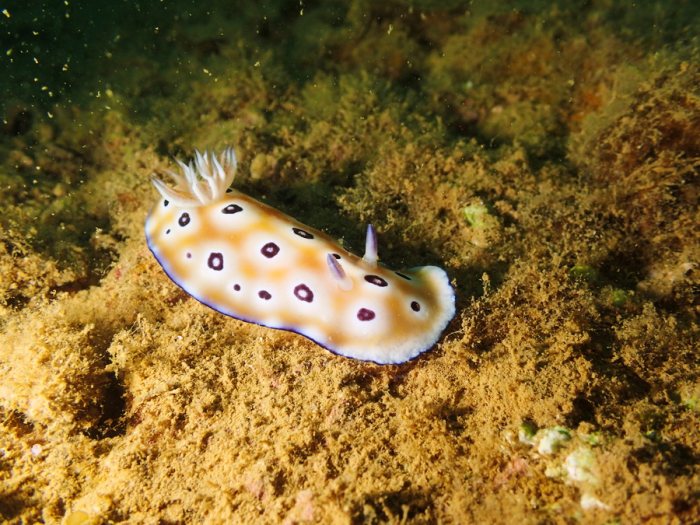 Chromodoris leopardus
