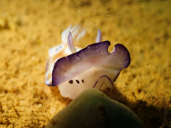 Chromodoris leopardus