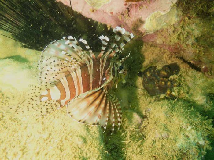 Dendrochirus zebra