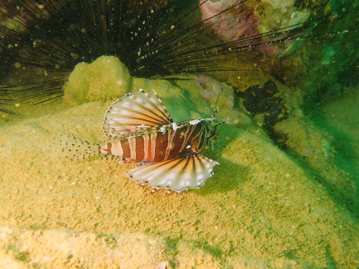Dendrochirus zebra