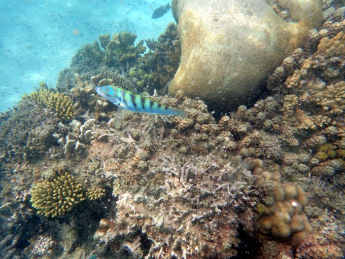 Thalassoma hardwicke
