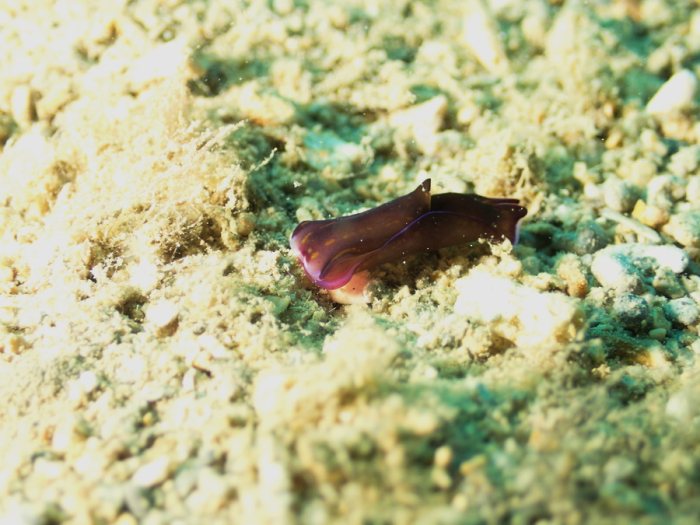 Philinopsis cyanea