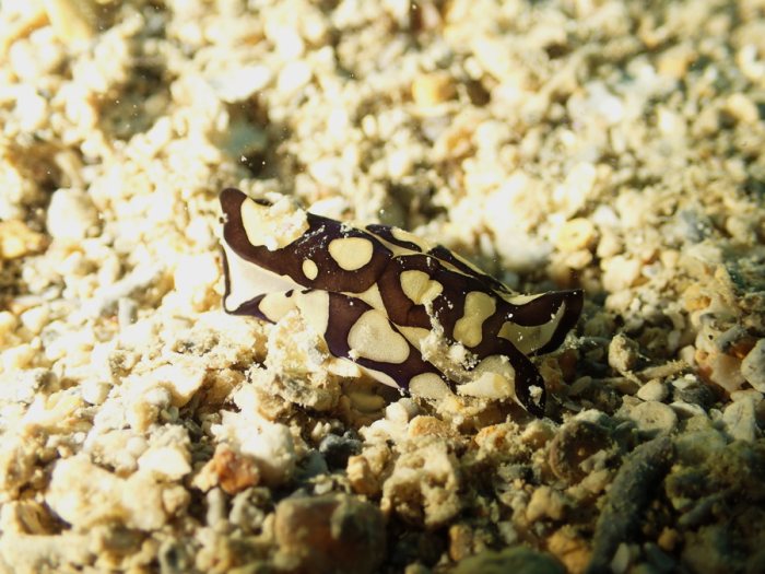 Philinopsis reticulata