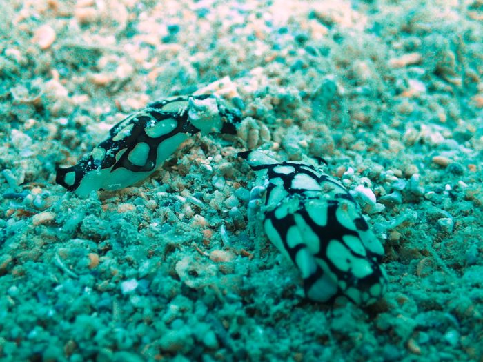 Philinopsis reticulata
