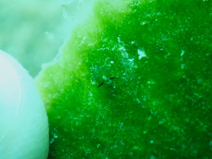 Costasiella sp1