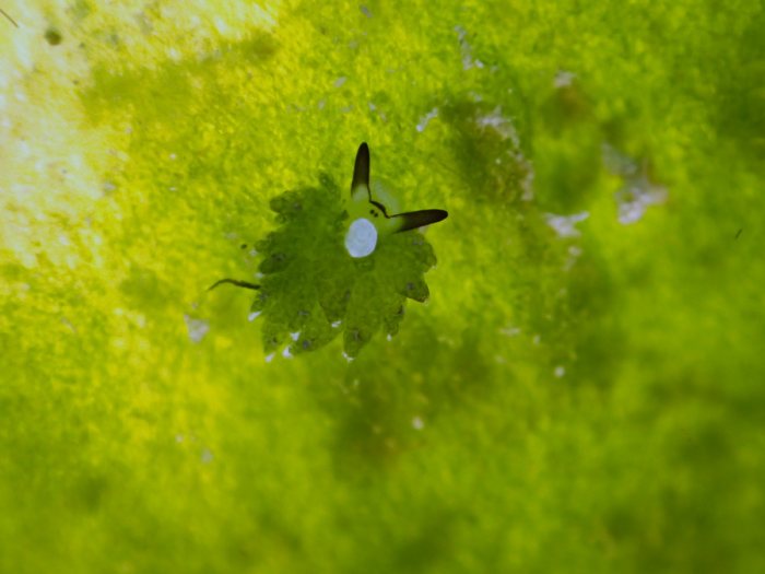 Costasiella sp1