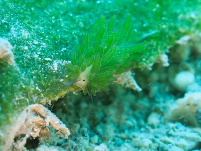 Costasiella sp1
