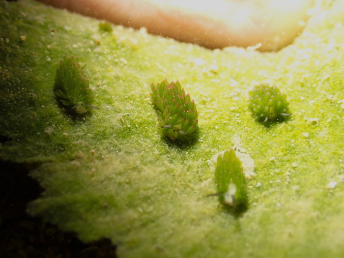 Costasiella sp1