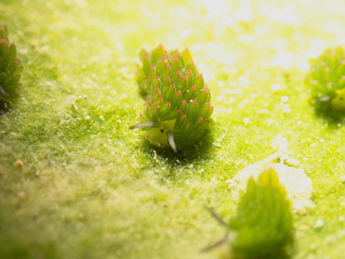 Costasiella sp1