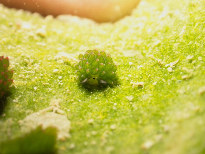 Costasiella sp1