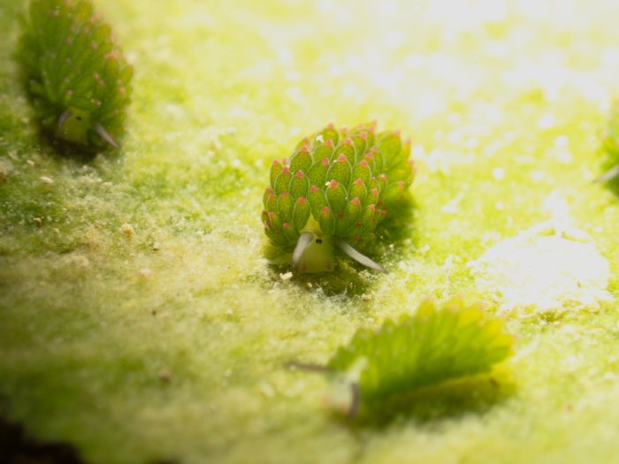 Costasiella sp1