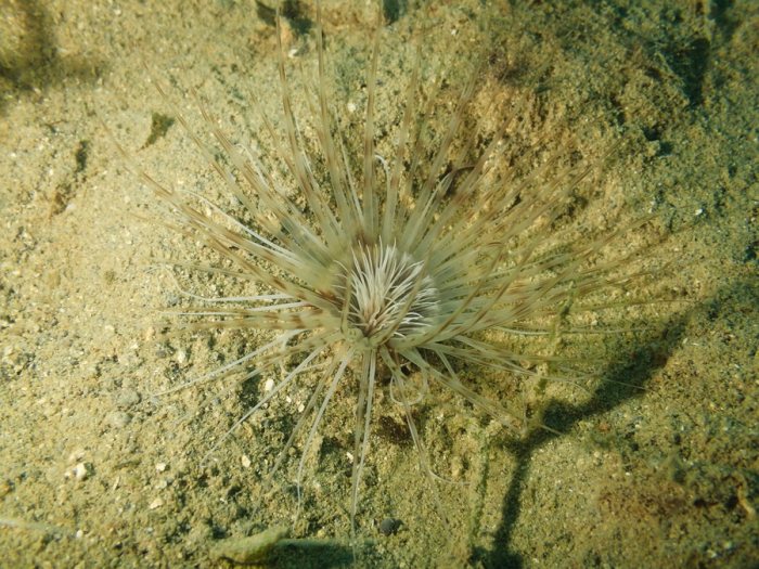 Anémone de mer