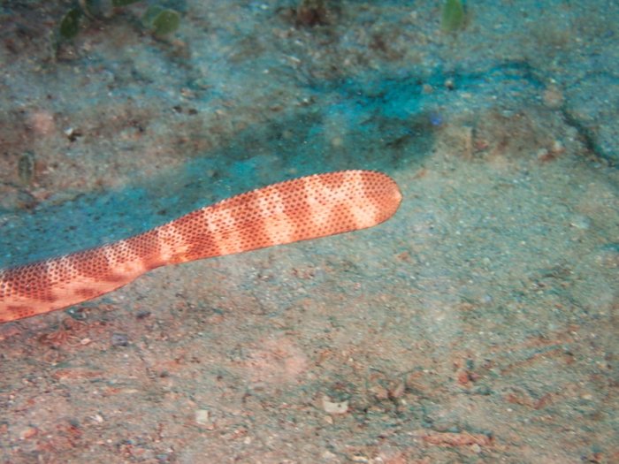 Hydrophis major
