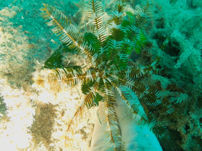 Crinoïde