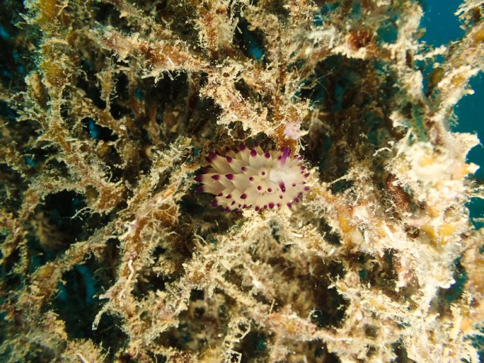 Janolus sp.