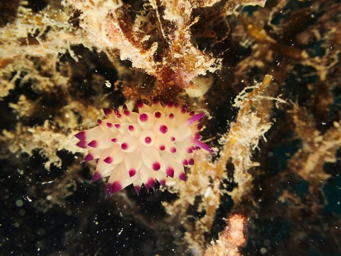 Janolus sp.
