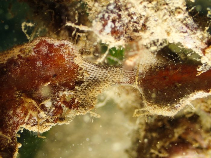 Bryozoaires encroûtants