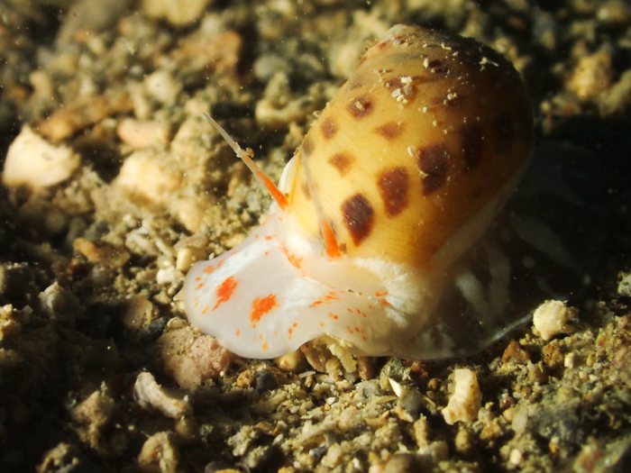Gastéropode