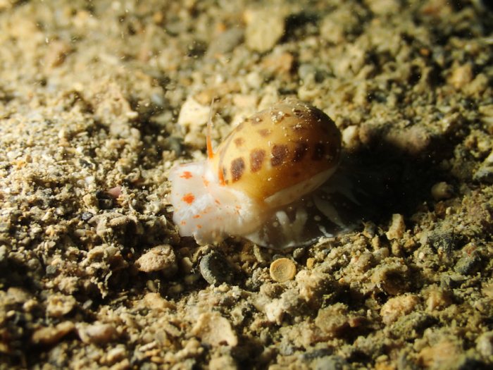 Gastéropode