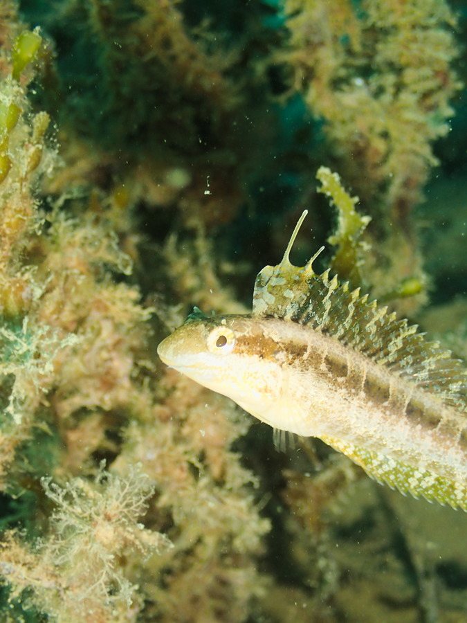 Poissons osseux