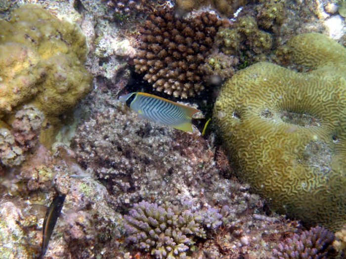 Chaetodon trifascialis