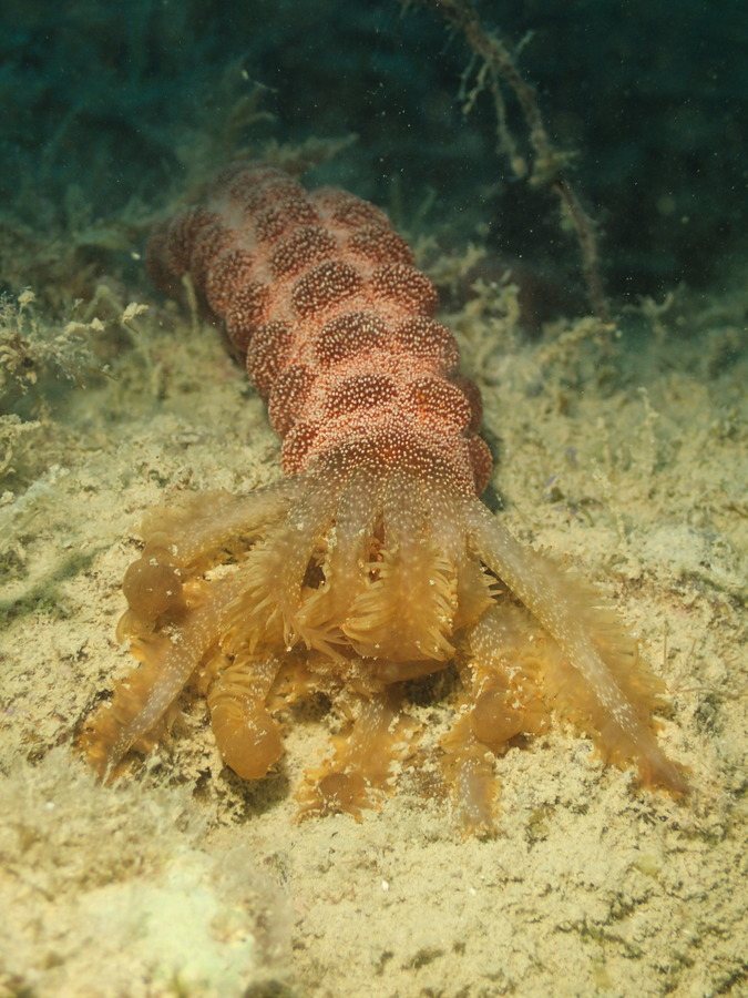 Synapta maculata