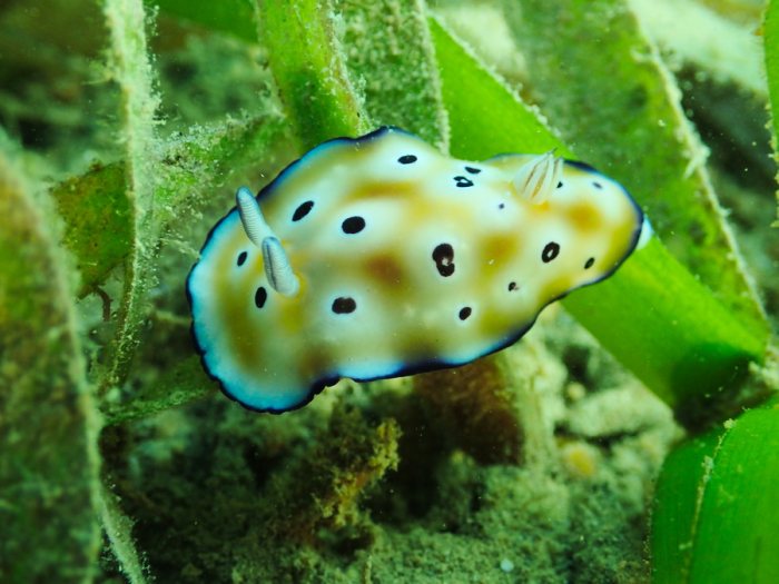 Chromodoris leopardus