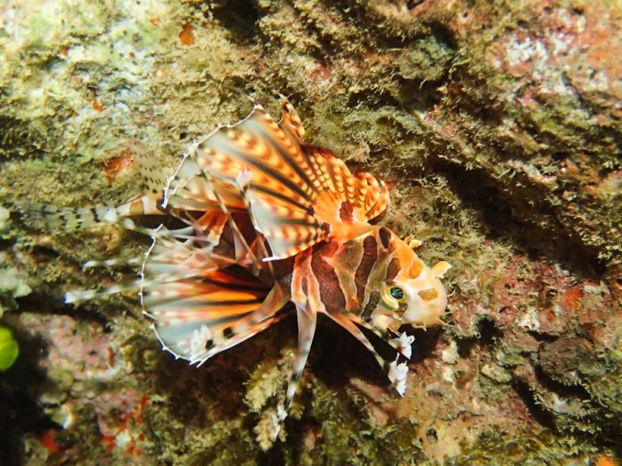 Dendrochirus zebra