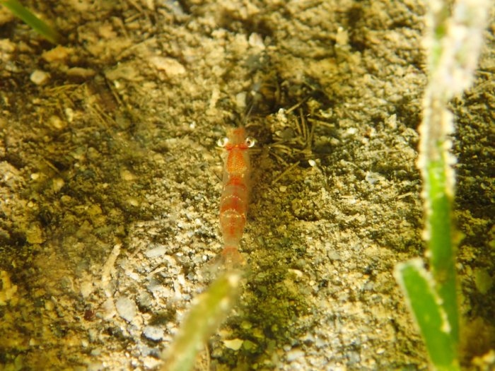 Crevette
