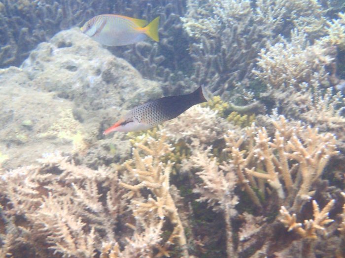 Siganus doliatus