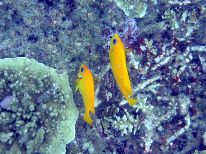 Centropyge flavissima