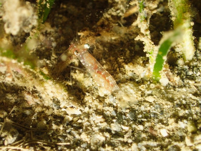 Crevette