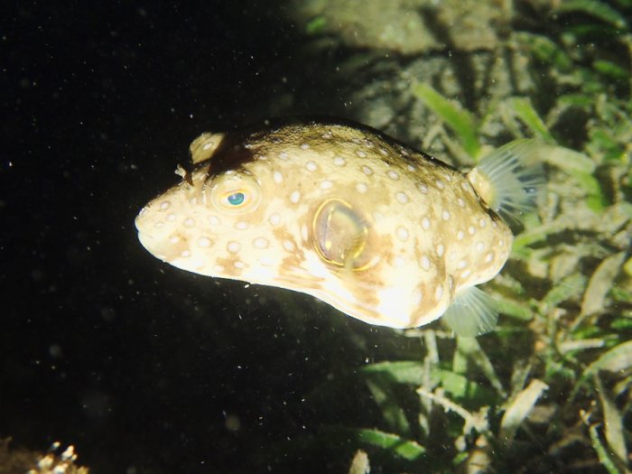 Arothron hispidus