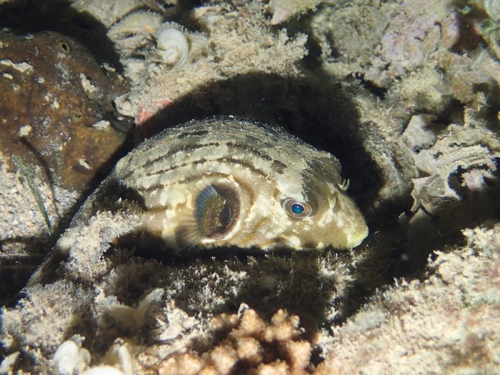 Arothron manilensis