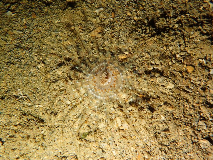 Anémone de mer