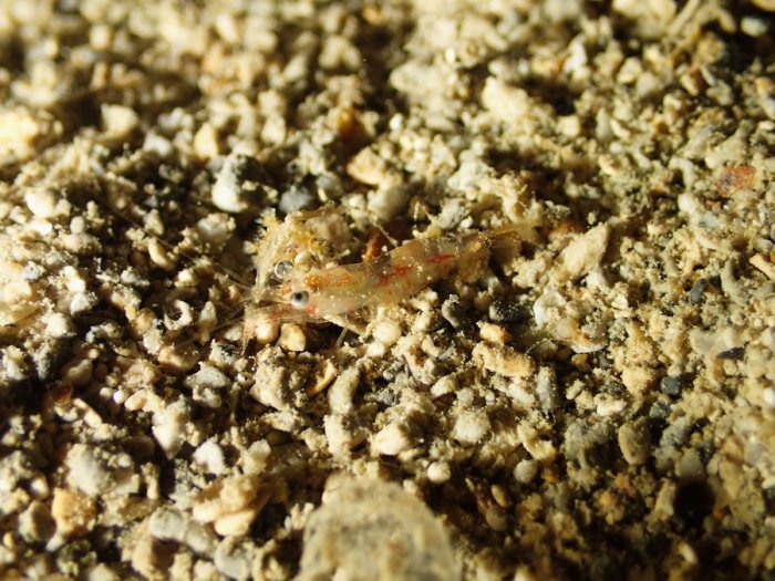 Crevette