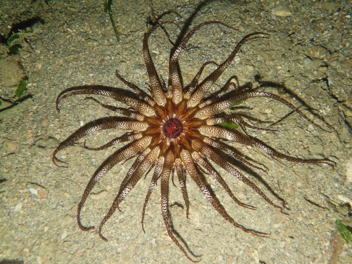 Anémone de mer