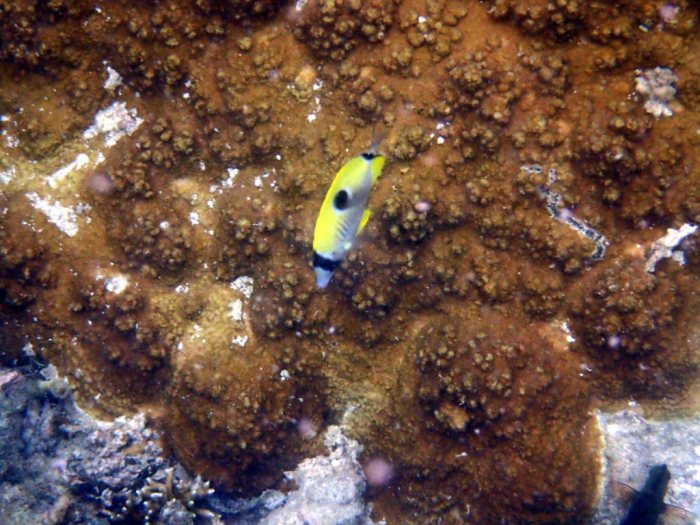 Chaetodon unimaculatus