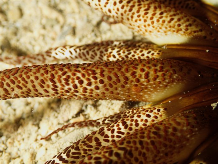 Anémone de mer