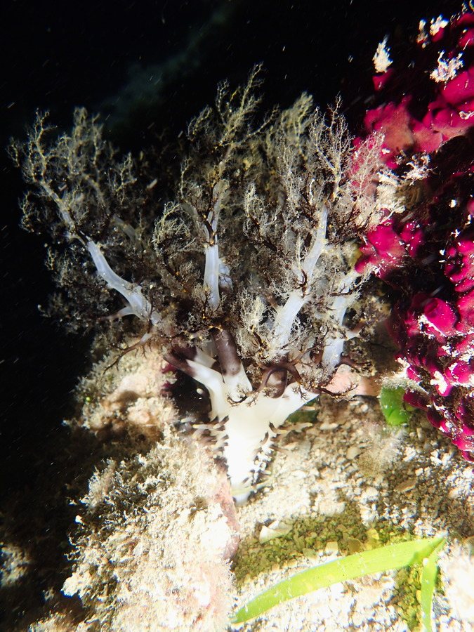 Neothyonidium magnum