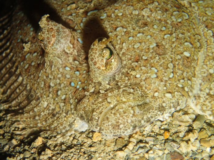 Bothus mancus