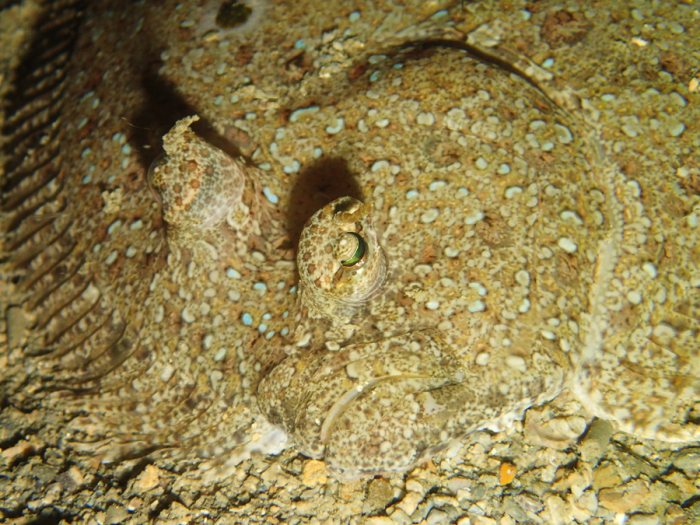 Bothus mancus